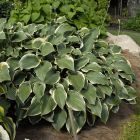 Hosta 'Regal Splendor' / Árnyékliliom 1