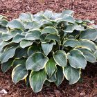 Hosta 'Regal Splendor' / Árnyékliliom 2