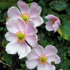 Anemone hupehensis 'Pink Saucer' / Szellőrózsa 1