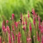 Veronica spicata 'Rotfuchs' / Macskafarkú Veronika 1