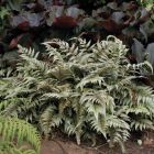 Athyrium niponicum var.pictum / Japán hölgypáfrány 1