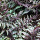 Athyrium niponicum var.pictum / Japán hölgypáfrány 2