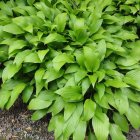 Hosta 'Lancifolia' / Árnyékliliom 2