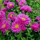 Aster dumosus 'Rubin' / Törpe őszirózsa 1