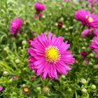 Aster dumosus 'Rubin' / Törpe őszirózsa 2