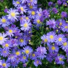 Aster dumosus 'Indigo' / Törpe őszirózsa 1