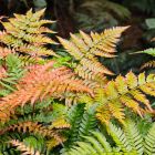 Dryopteris erythrosora / Japán ernyőpáfrány 1