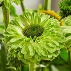 Echinacea 'Sunseekers Apple Green' / Kasvirág 1
