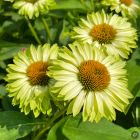 Echinacea 'Sunseekers Apple Green' / Kasvirág 2