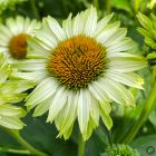 Echinacea 'Sunseekers Apple Green' / Kasvirág 3