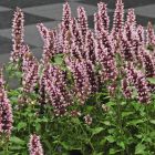 Agastache 'Beelicious Pink' / Izsópfű 1