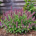 Agastache 'Beelicious Pink' / Izsópfű 2