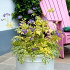 Polemonium 'Golden Feathers' / Csatavirág 1