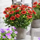 Gaillardia x grandiflora 'Celebration' / Kokárdavirág 1