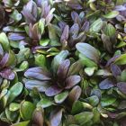 Ajuga reptains 'Chocolate Chip' / Indás ínfű 1