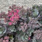 Sedum Sunsparkler 'Dazzleberry' / Varjúháj 1