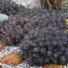 Sedum Sunsparkler 'Dazzleberry' / Varjúháj 2
