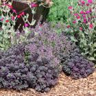Sedum Sunsparkler 'Dazzleberry' / Varjúháj 3