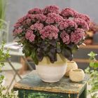 Sedum 'Key of heaven' / Varjúháj 1