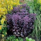 Hylotelephium sedum 'After Dark' / Pompás varjúháj 1