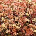 Hylotelephium 'Peach Pearls' / Pompás varjúháj 1