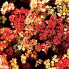 Hylotelephium 'Peach Pearls' / Pompás varjúháj 2