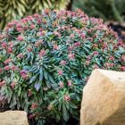 Euphorbia x martinii 'Ascot Petite' / Kutyatej 1