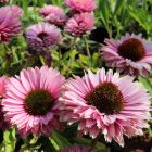 Echinacea 'Sunseekers Salmon' / Kasvirág 1