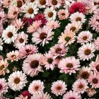 Echinacea 'Sunseekers Salmon' / Kasvirág 2