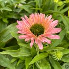 Echinacea 'Sunseekers Salmon' / Kasvirág 2