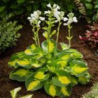 Hosta 'Sunset Grooves' / Árnyékliliom 1