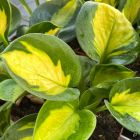 Hosta 'Sunset Grooves' / Árnyékliliom 2