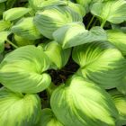Hosta 'Enchiladas' / Árnyékliliom 1