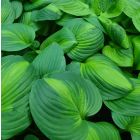 Hosta 'Enchiladas' / Árnyékliliom 2