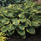 Hosta 'Minuteman' / Árnyékliliom 1