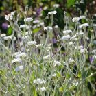 Lychnis coronaria 'Alba' / Bársonyos kakukkszegfű 1