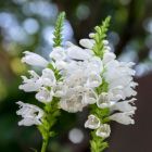 Physostegia virginia 'Alba' / Fehér füzérajak 1