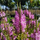 Physostegia virginia 'Pink Manners' / Füzérajak 1