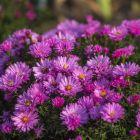 Aster dumosus 'Rosenwichtel' / Törpe őszirózsa 1