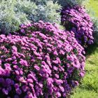 Aster dumosus 'Rosenwichtel' / Törpe őszirózsa 1