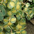 Sedum sieboldii 'Mediovariegatum' / Októberi varjúháj 1