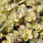 Sedum sieboldii 'Mediovariegatum' / Októberi varjúháj 2
