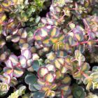 Sedum sieboldii 'Mediovariegatum' / Októberi varjúháj 3