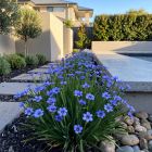 Sisyrinchium angustifolium 'Blue-Eyed Grass' / Keskenylevelű sásbokor 1