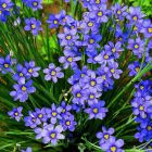 Sisyrinchium angustifolium 'Blue-Eyed Grass' / Keskenylevelű sásbokor 2