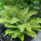 Polystichum polyblepharum / Vesepáfrány 1
