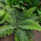 Polystichum polyblepharum / Vesepáfrány 2