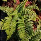 Polystichum polyblepharum / Vesepáfrány 3