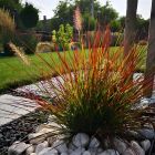 Pennisetum alopecuroides 'Burgundy Bunny' / Tollborzfű 1