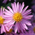 Aster dumosus 'Rozika' / Törpe őszirózsa 1